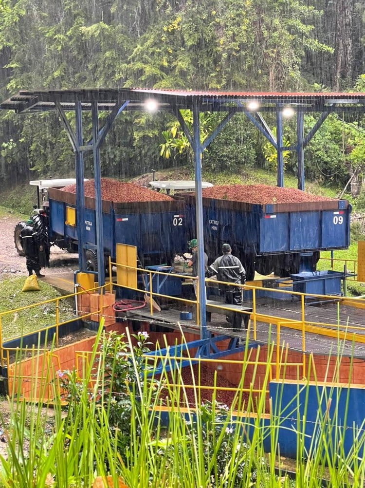 Sumatra Boru Batak - Image 3