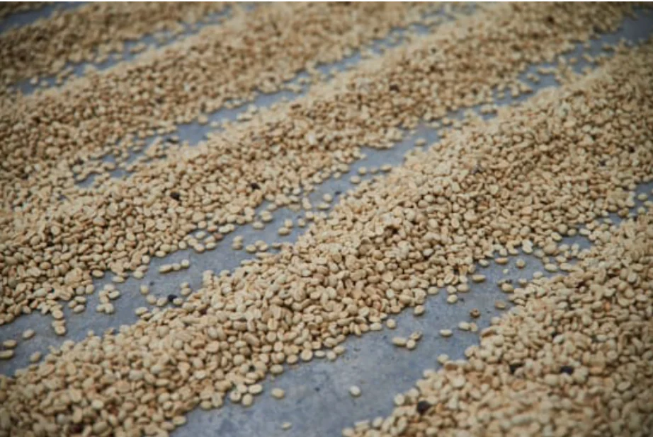 Mexcio Chiapas Decaf - Image 5