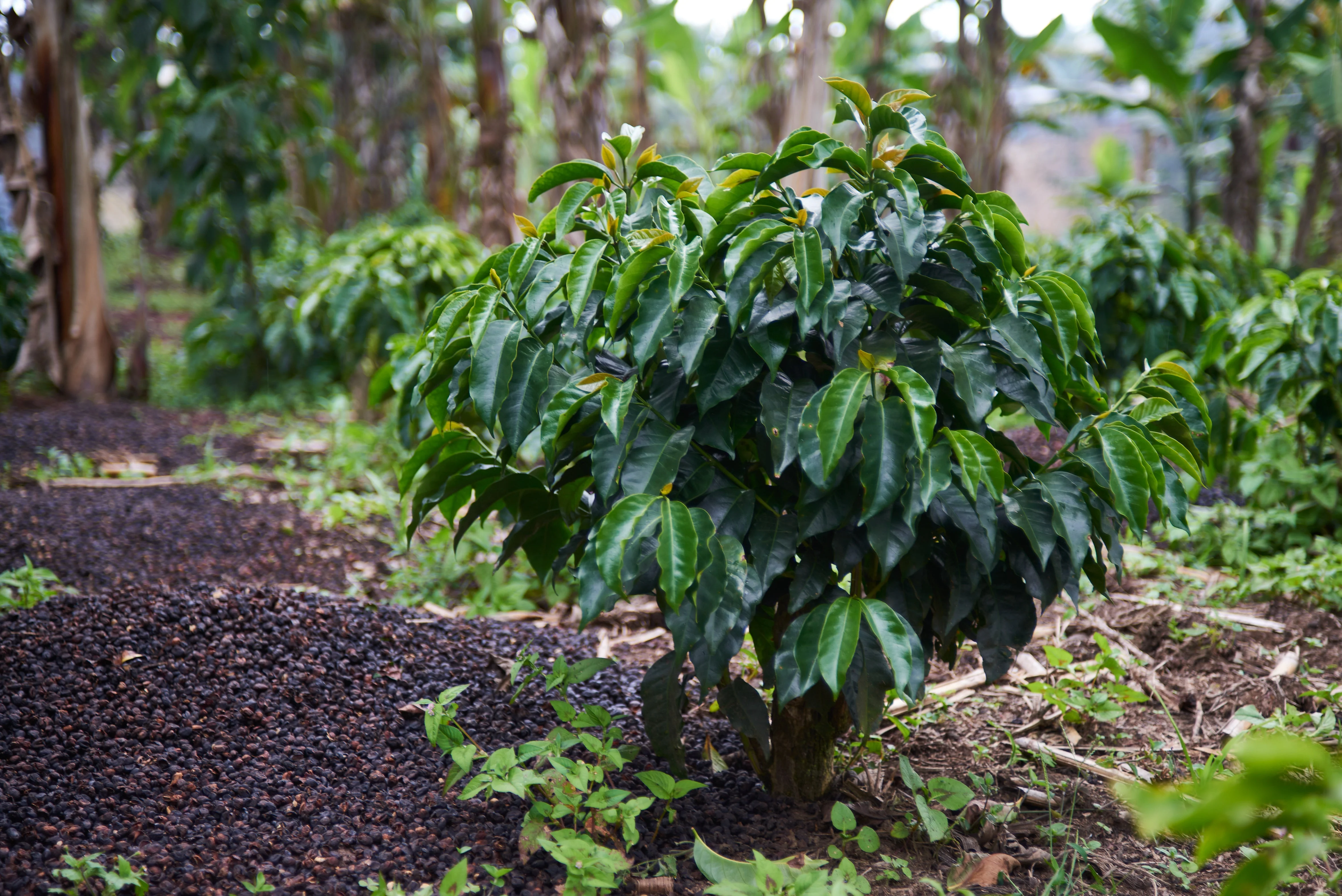 Colombia Nariño - Image 4