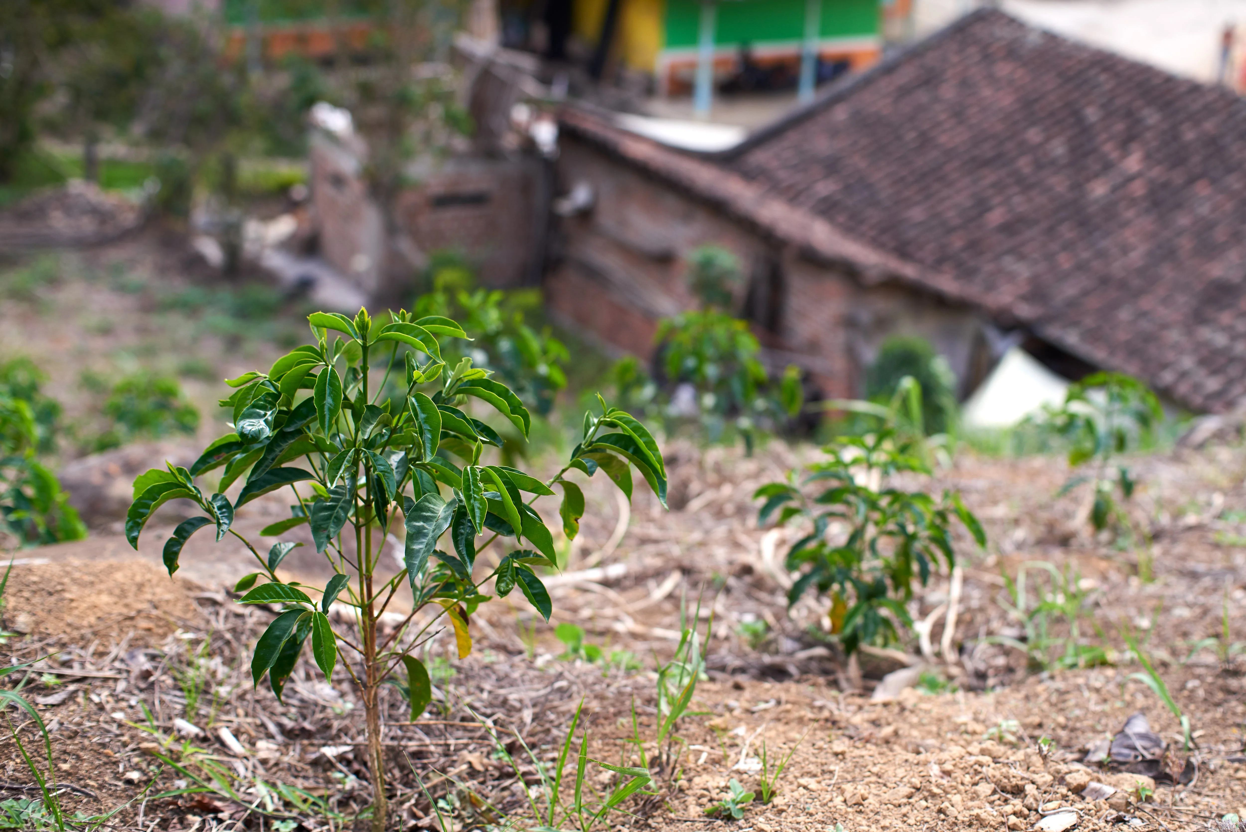 Colombia Nariño - Image 5