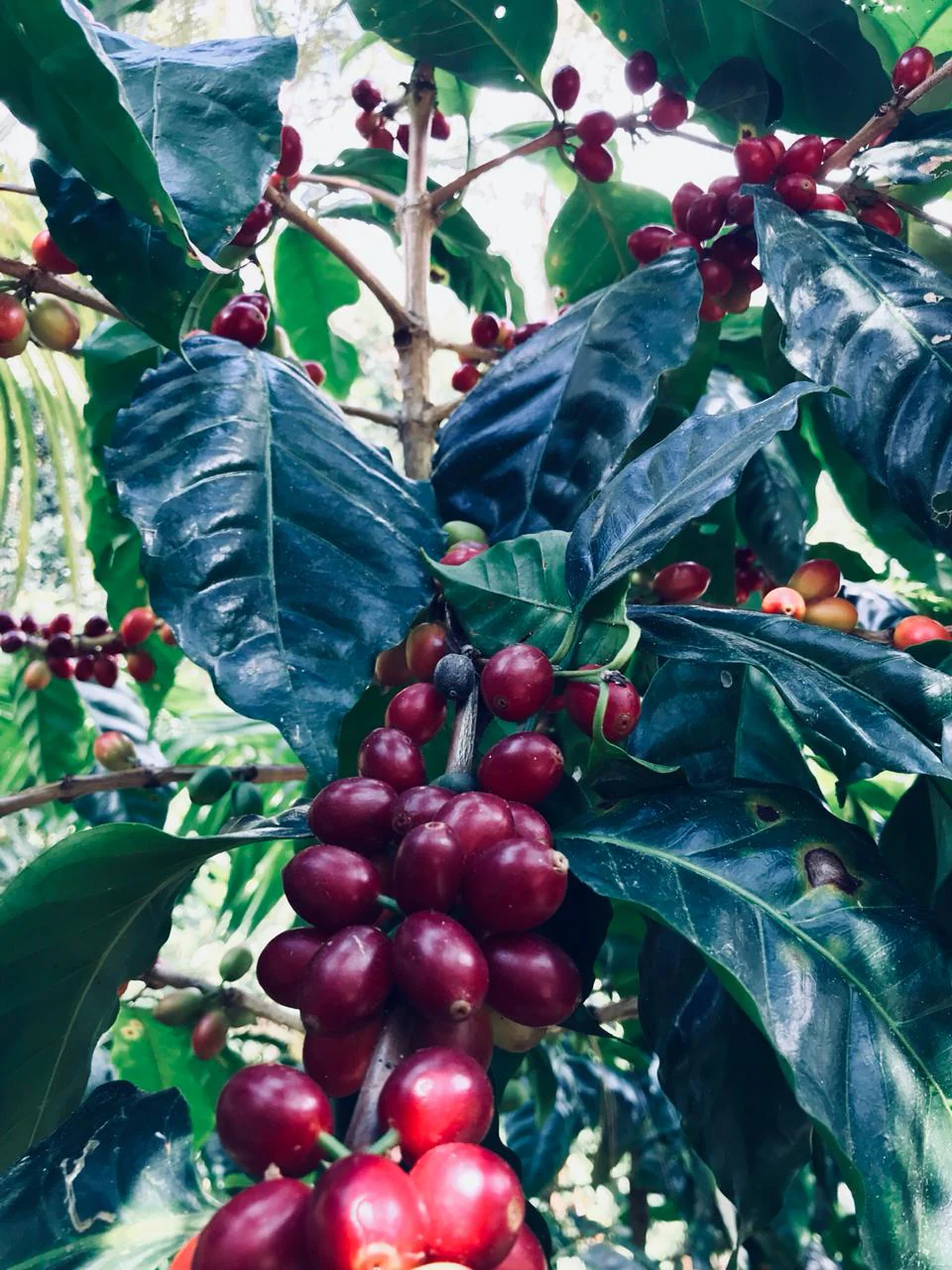 Colombia Sugarcane Decaf - Image 3