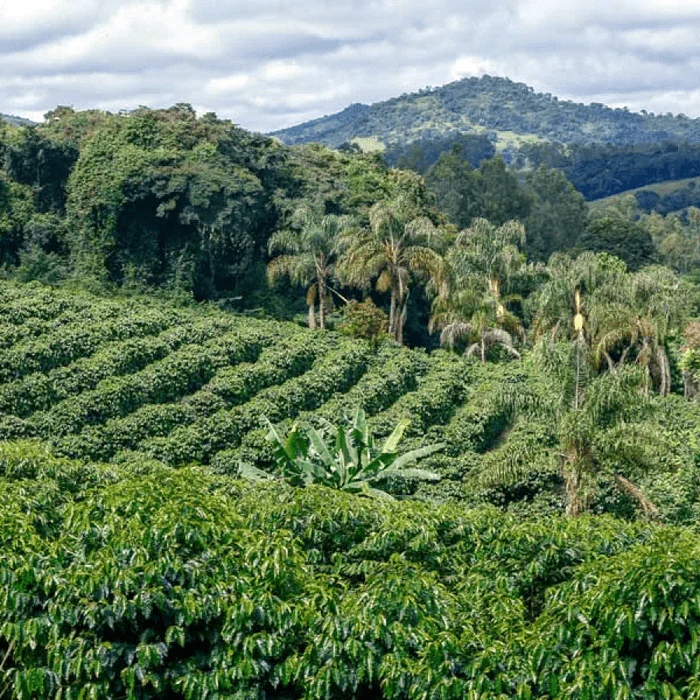 Colombia Tolima - Image 3