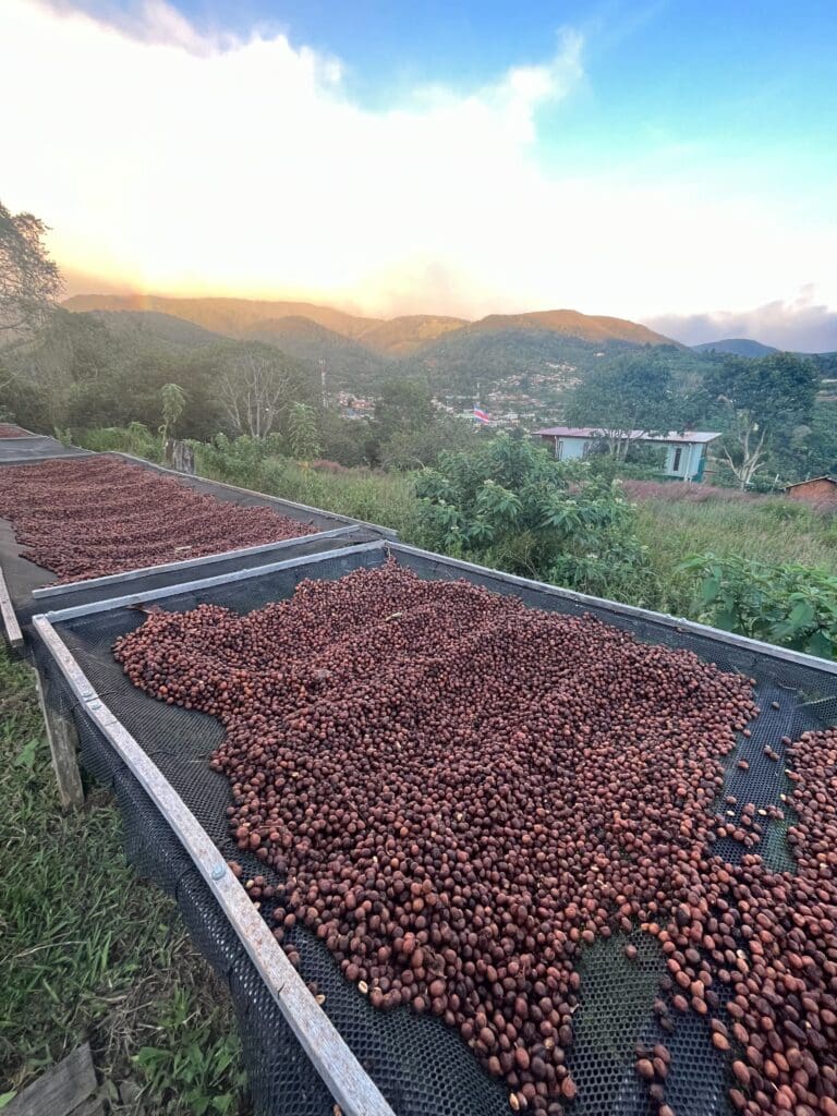 COSTA RICA VILLA SARCHI ANAEROBIC - Image 4