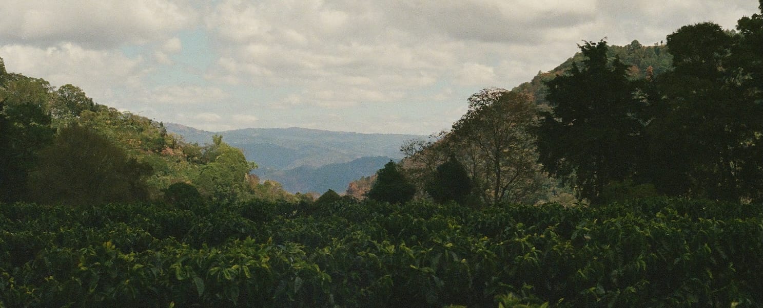 Earth Blend - Image 2