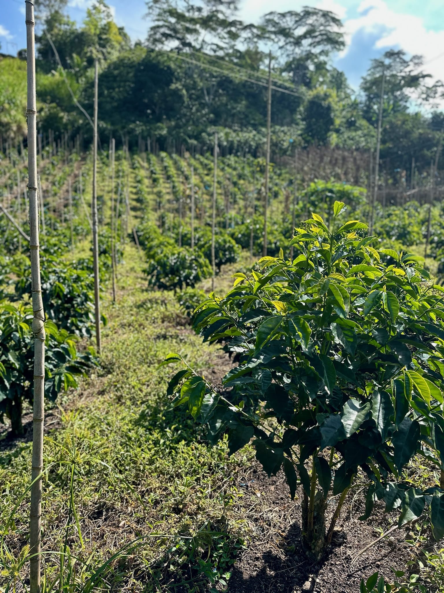 Colombia El Chaferote Pink Bourbon - Image 10