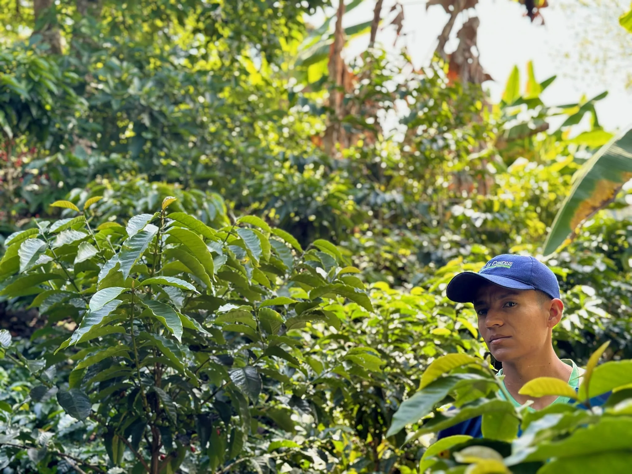 Colombia El Chaferote Pink Bourbon - Image 13