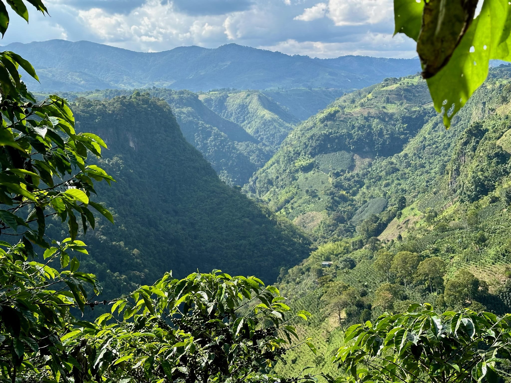 Colombia El Chaferote Pink Bourbon - Image 14