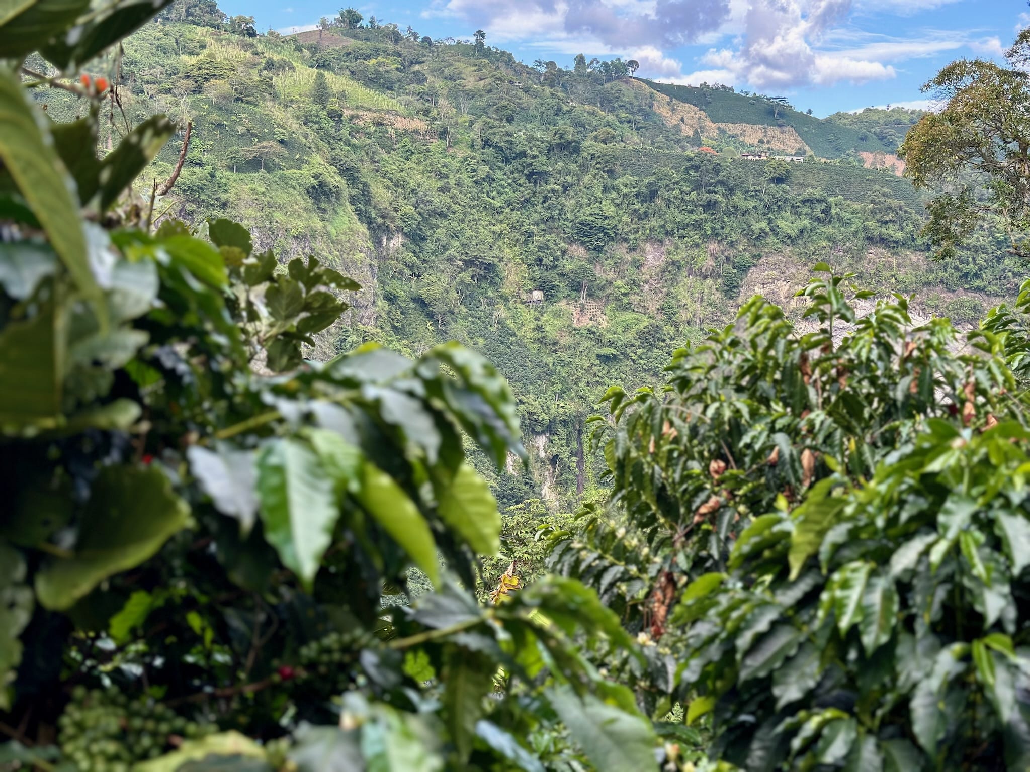 Colombia El Chaferote Pink Bourbon - Image 17