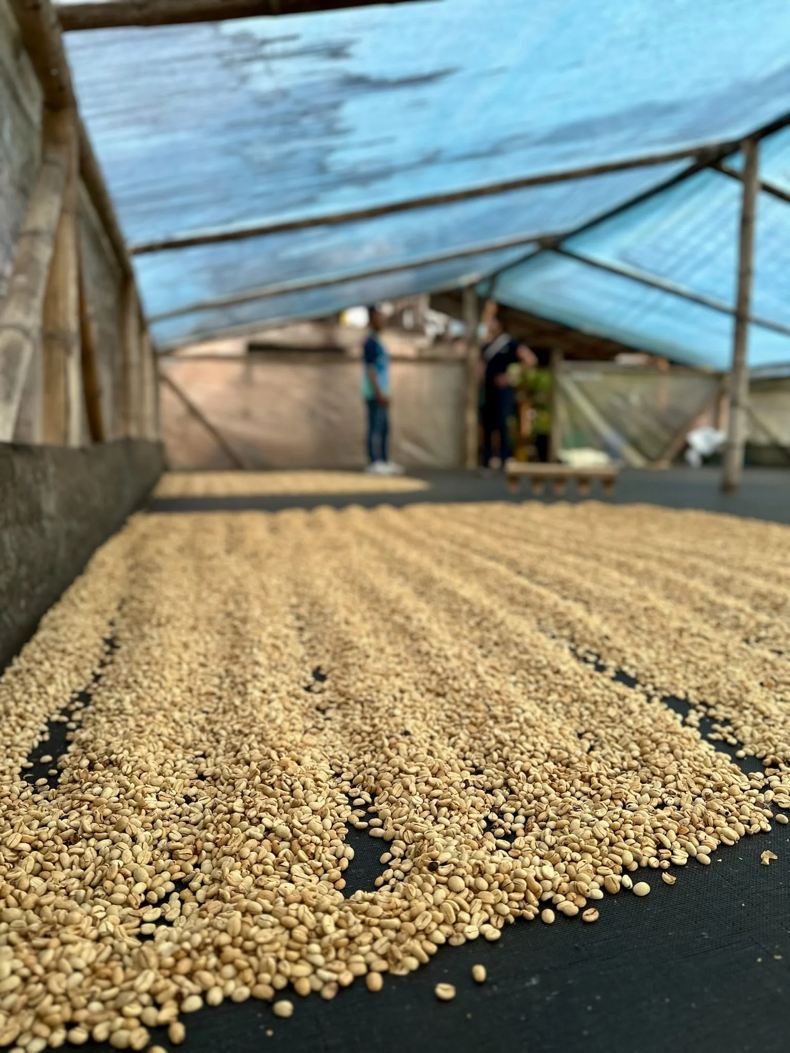 Colombia El Chaferote Pink Bourbon - Image 18