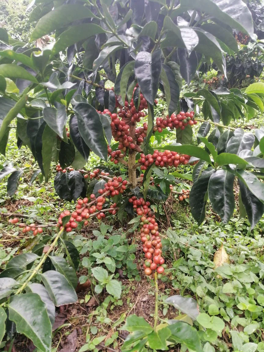 Colombia El Chaferote Pink Bourbon - Image 5