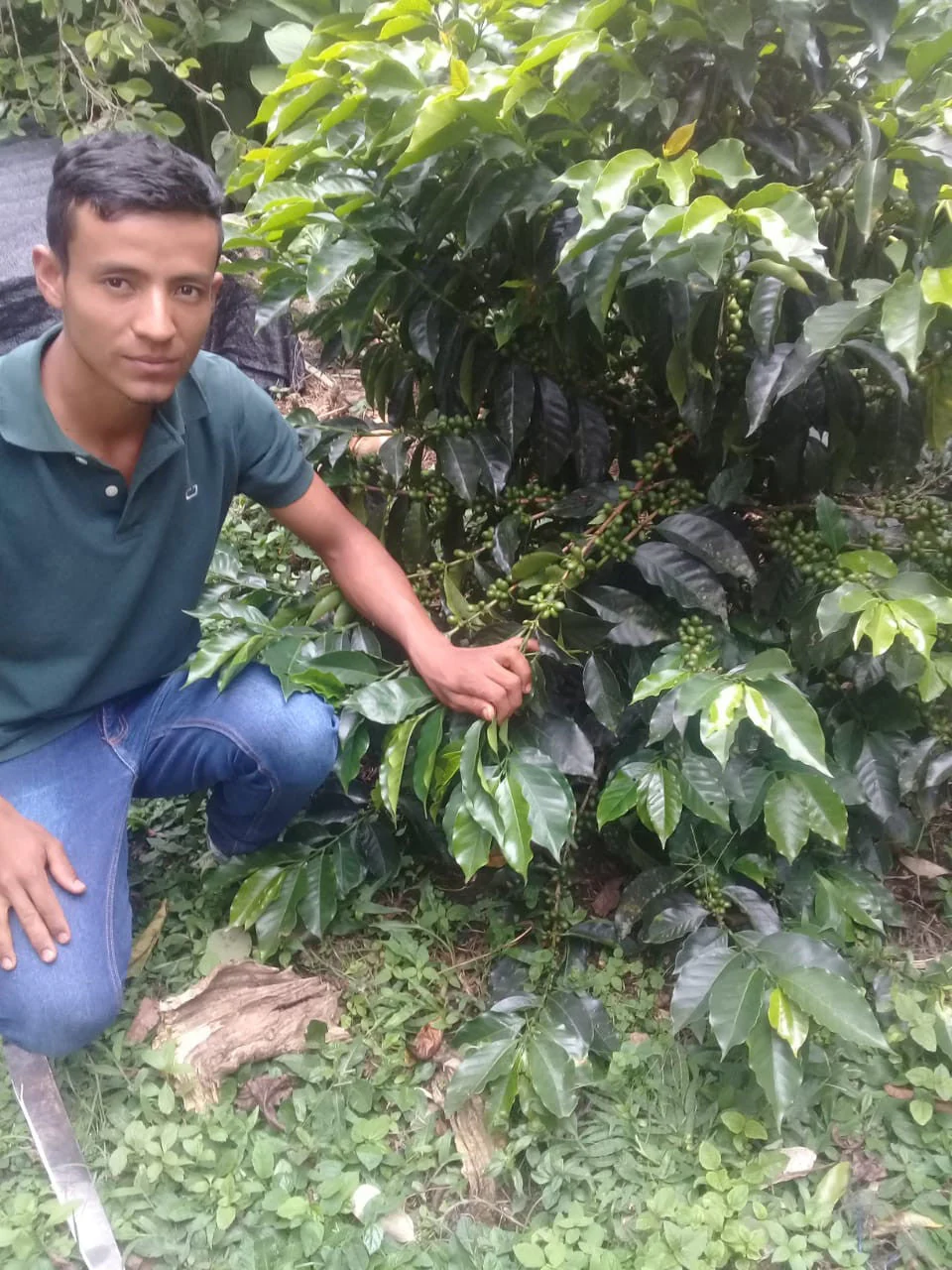 Colombia El Chaferote Pink Bourbon - Image 8