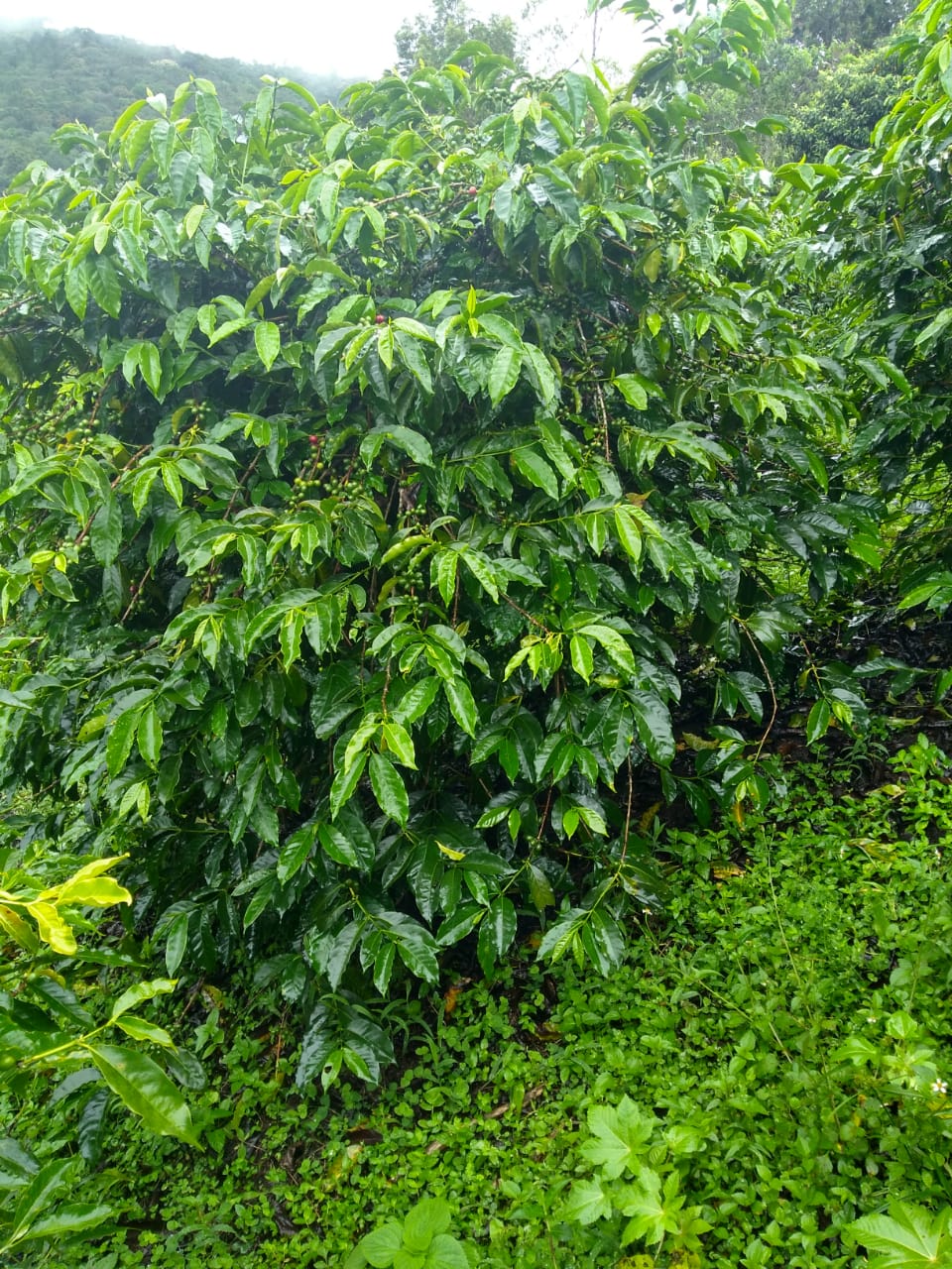 Colombia El Porvenir - Image 2
