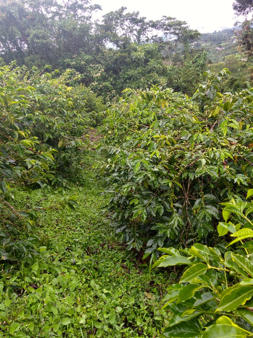 Colombia El Porvenir - Image 3