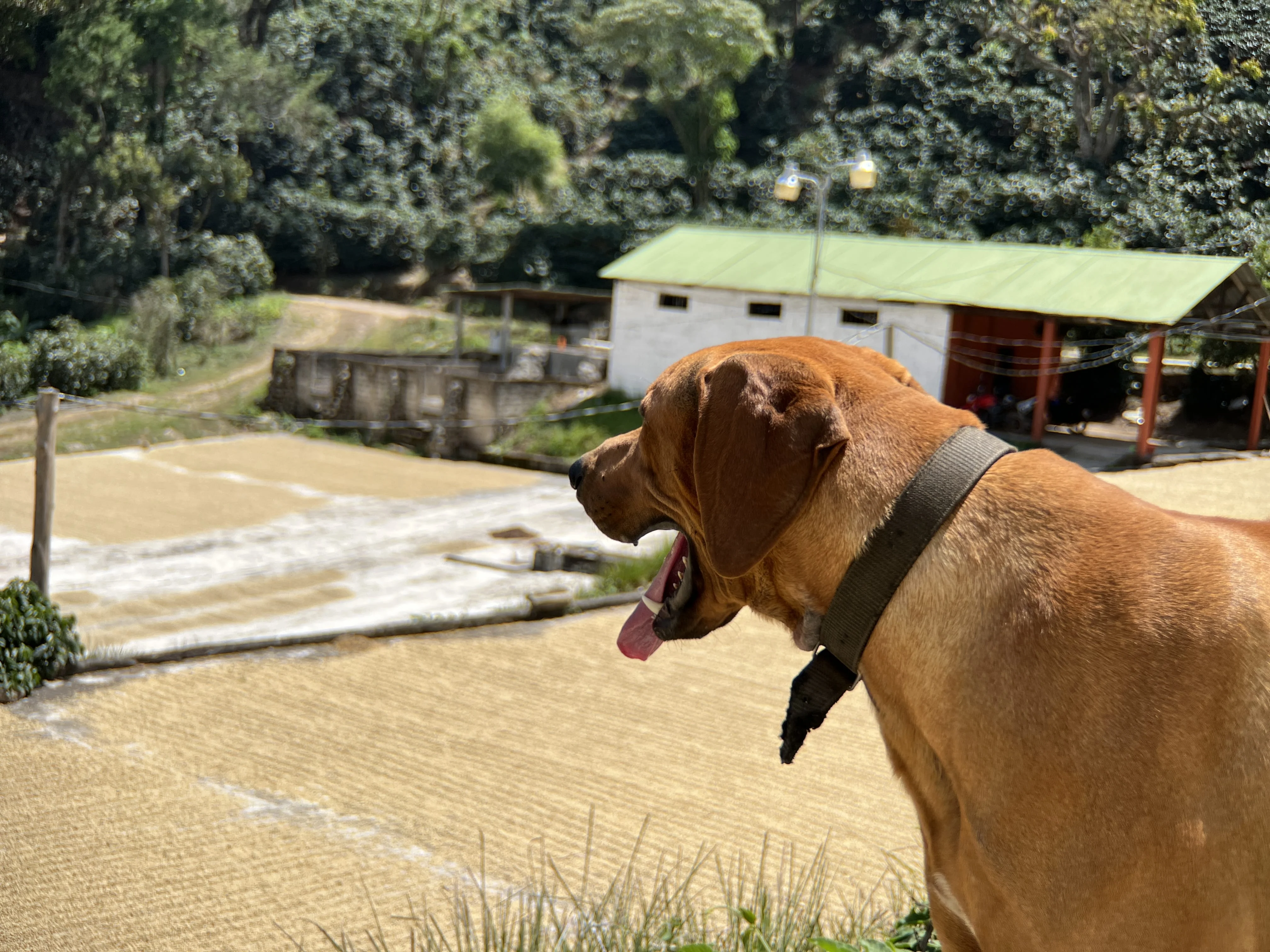 Guatemala El Socorro - Image 7