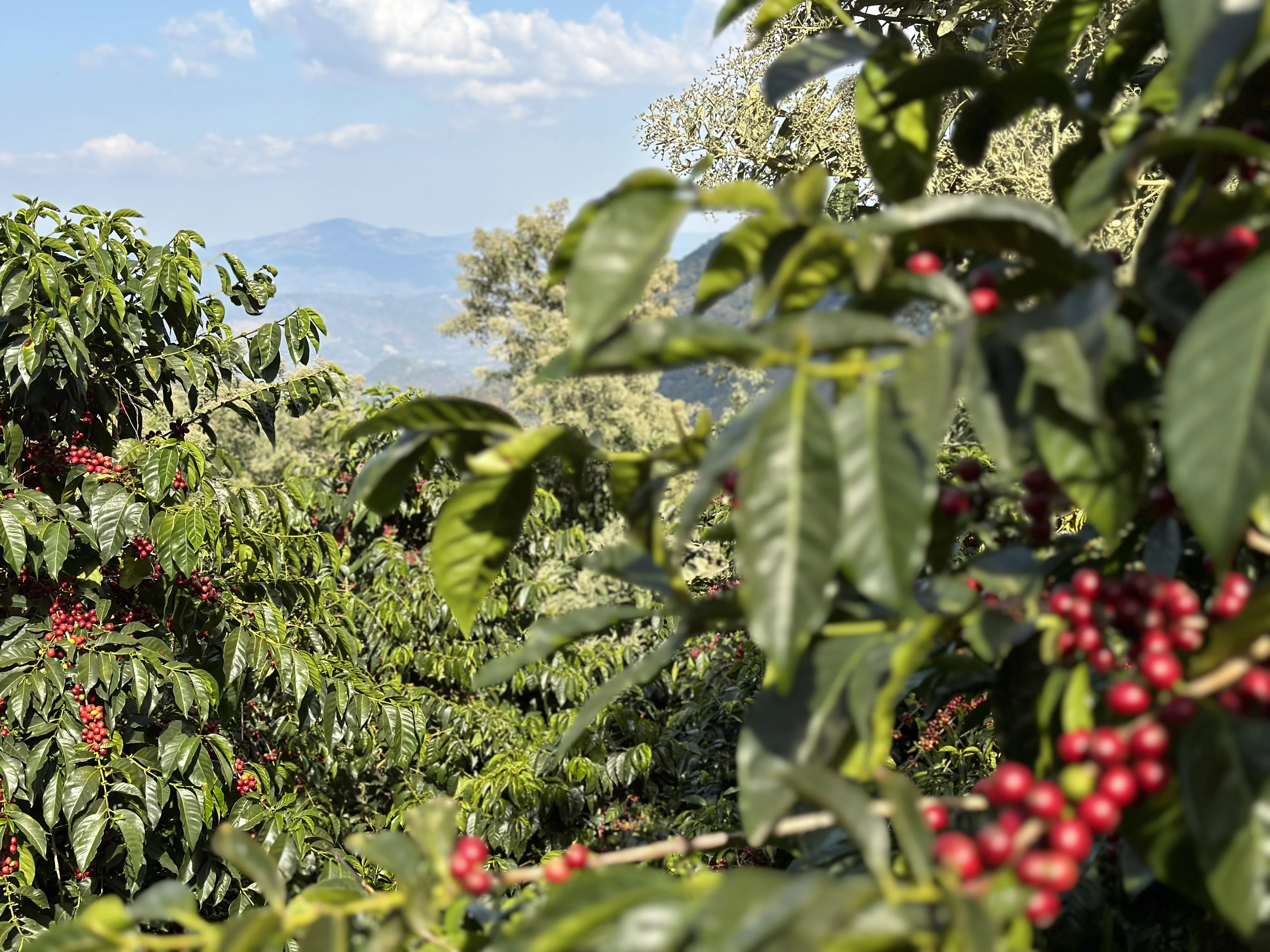Guatemala El Socorro - Image 8