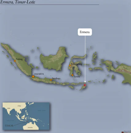 Ermera Peaberry - Image 8