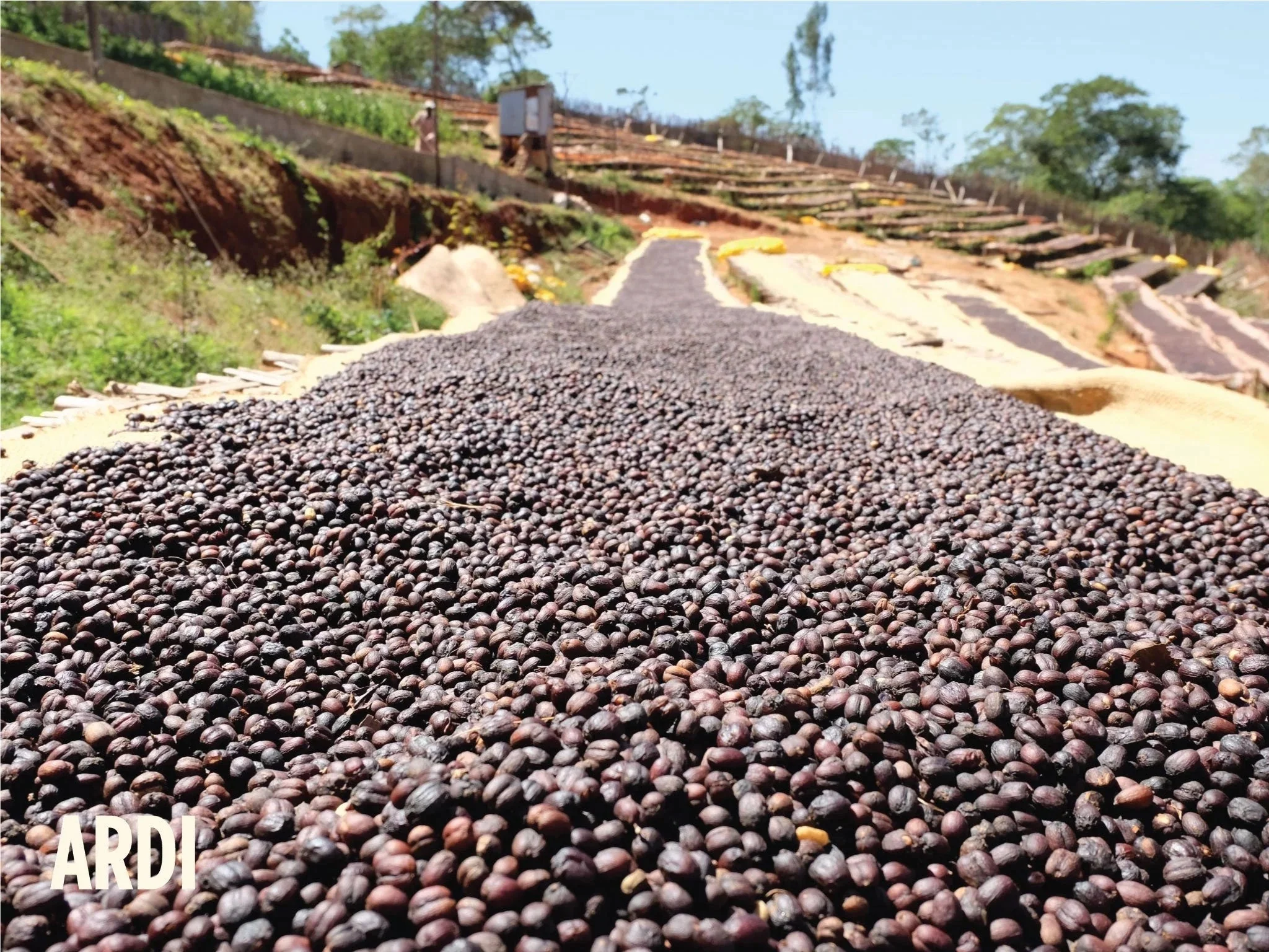Ethiopia Ardi Natural - Image 4