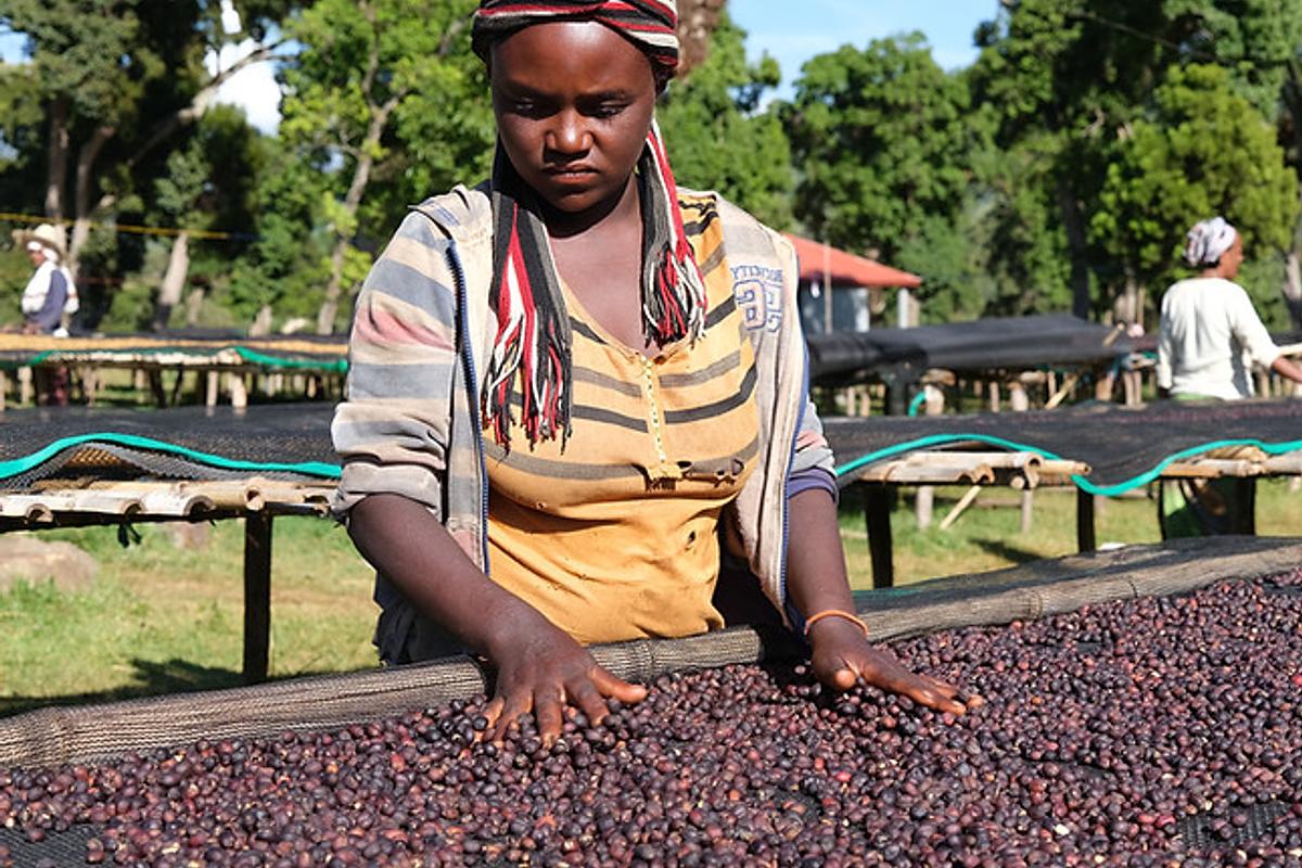 Ethiopia Ardi Natural - Image 4