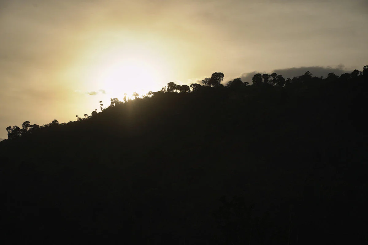 Ethiopia Chelbesa - Light Roast - Image 3