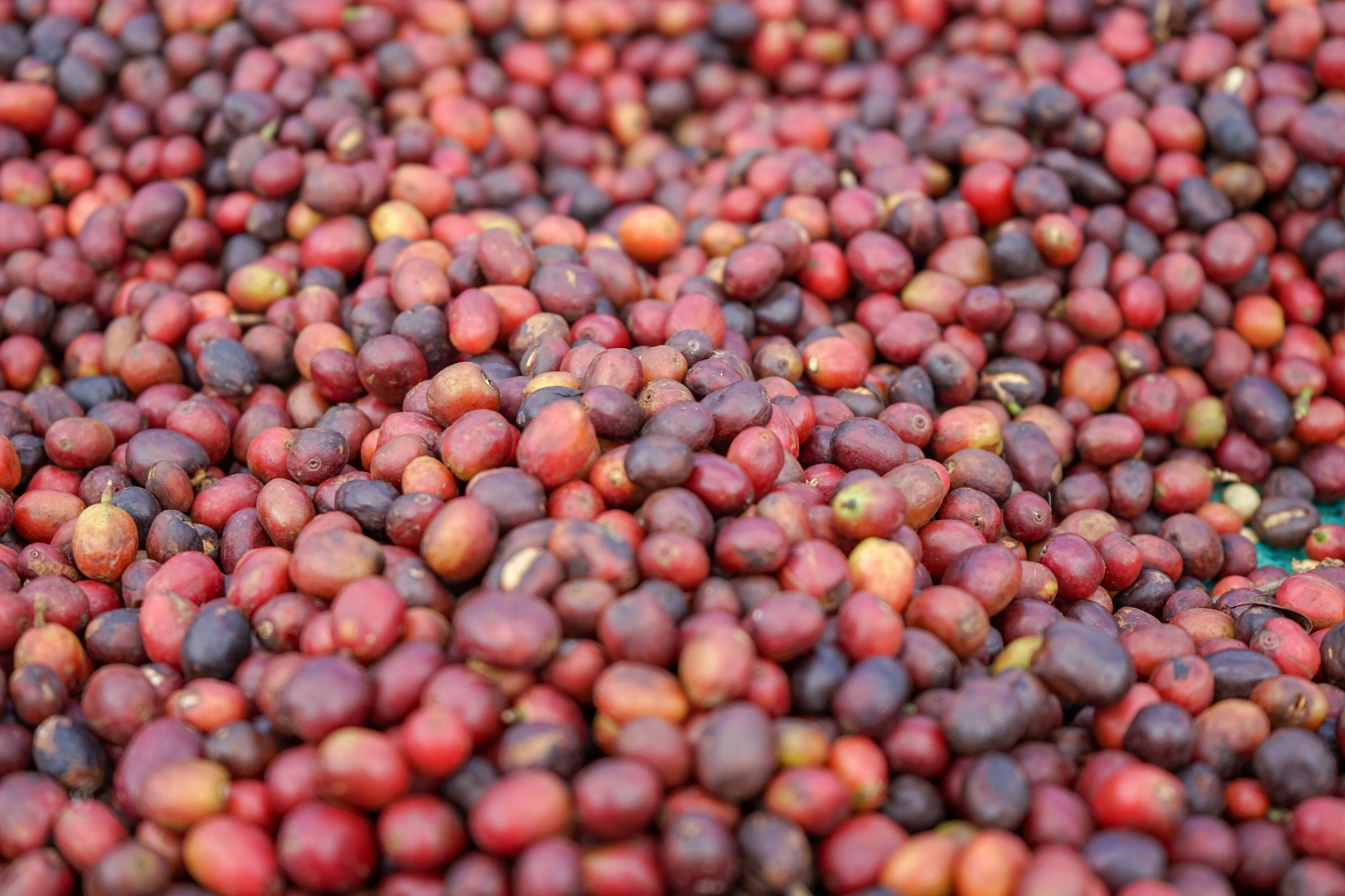 Ethiopia Wuri Yirgacheffe - Image 3