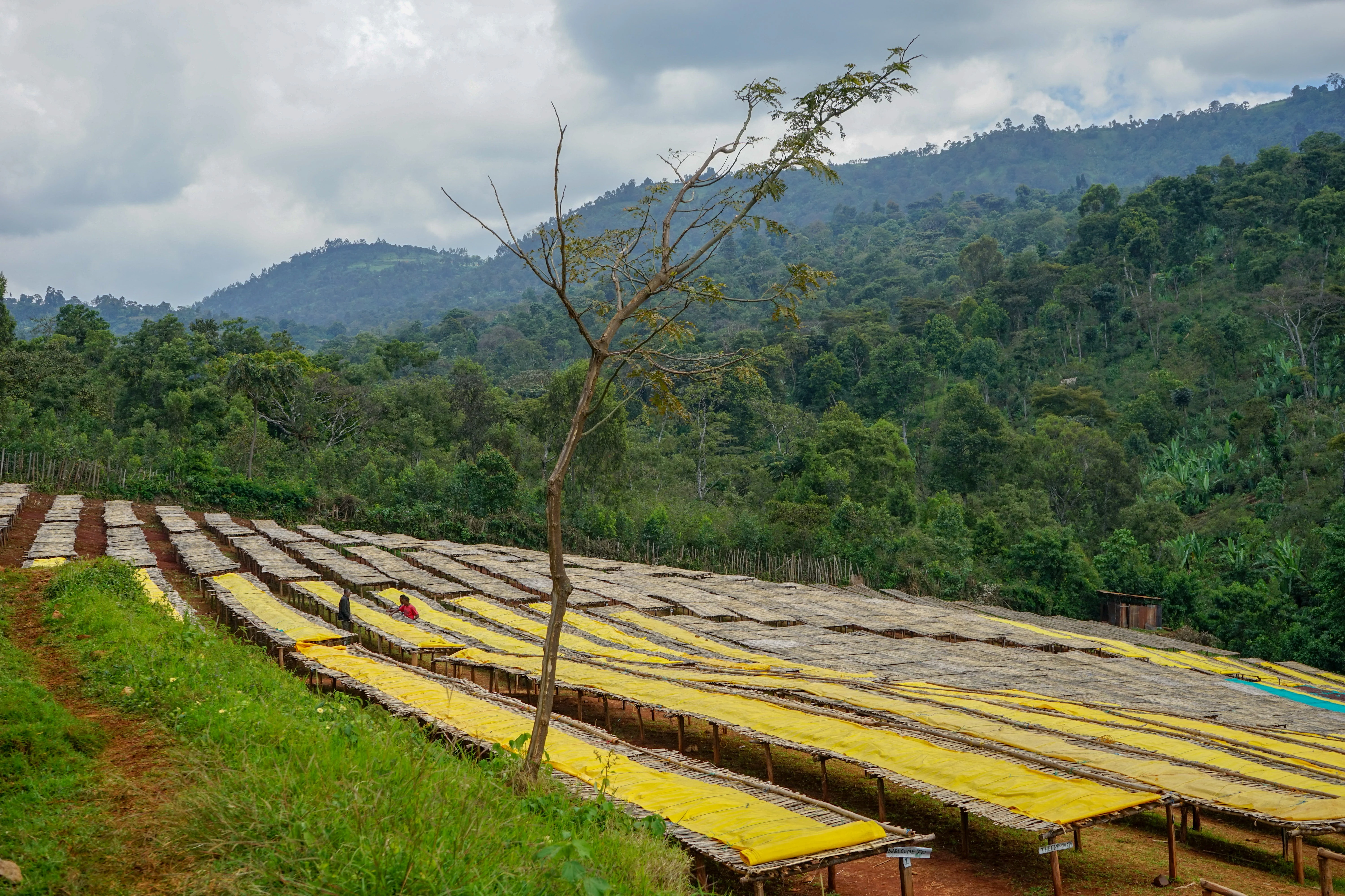 Ethiopia Wuri Yirgacheffe - Image 6