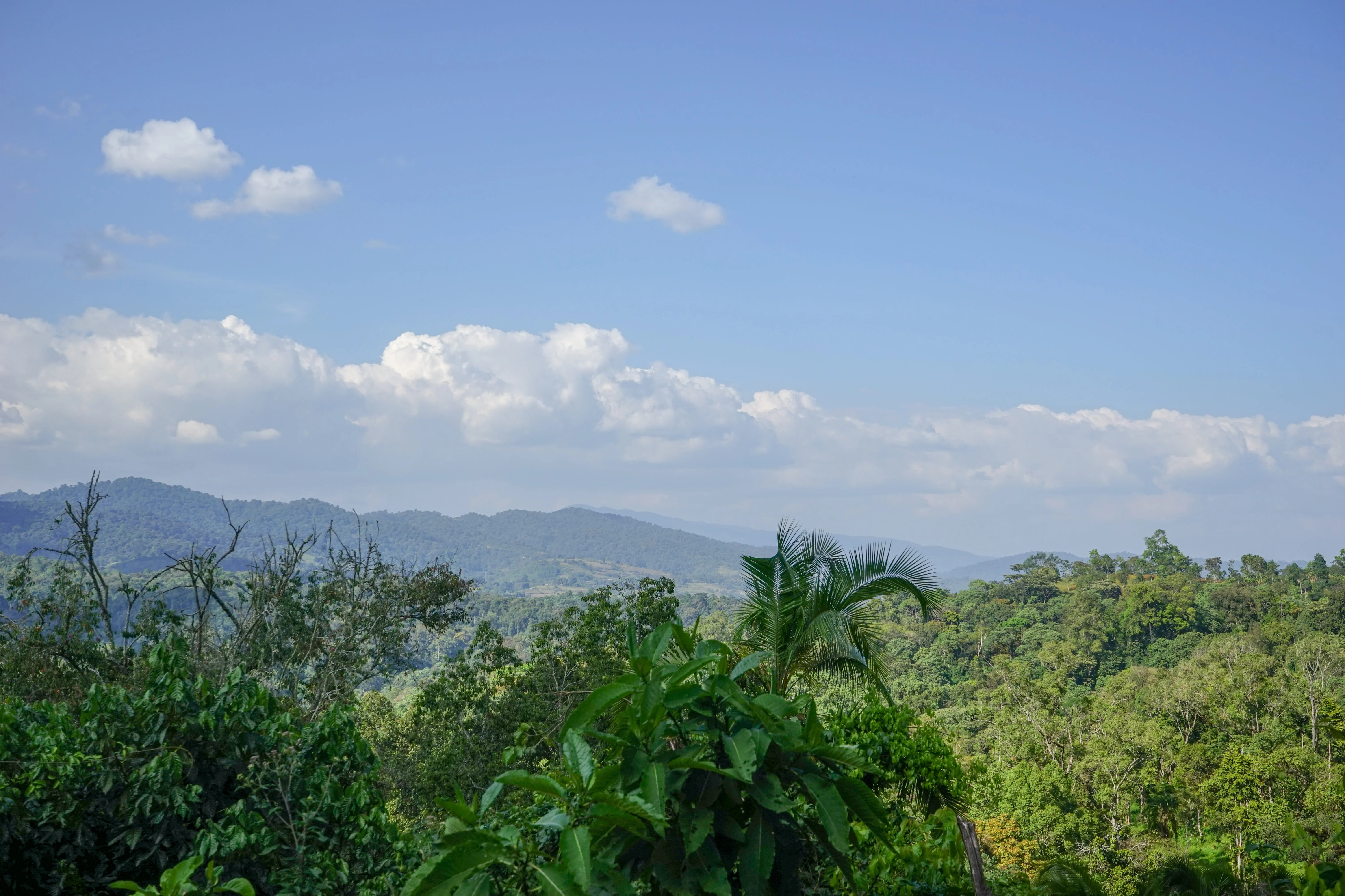 Ethiopia Wuri Yirgacheffe - Image 7