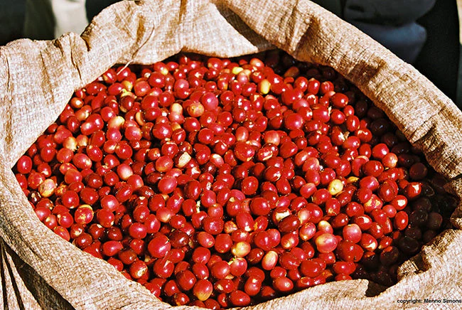 Fresh Perspective - Ethiopia - Image 2
