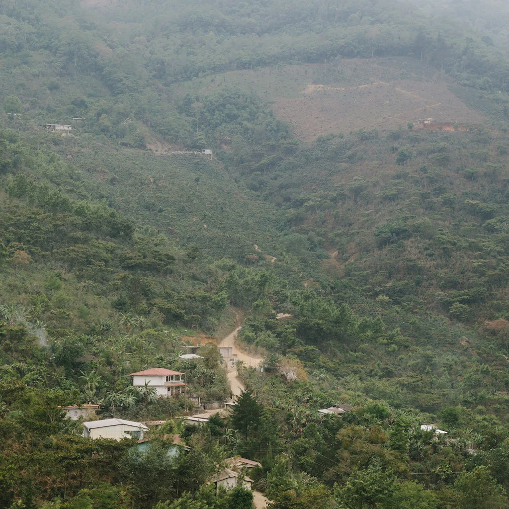 Guatemala Alma Washed - Image 4