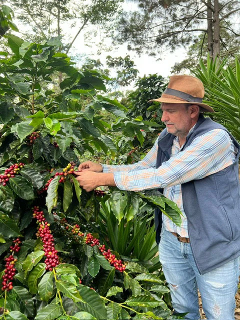 Guatemala La Bella - Image 3