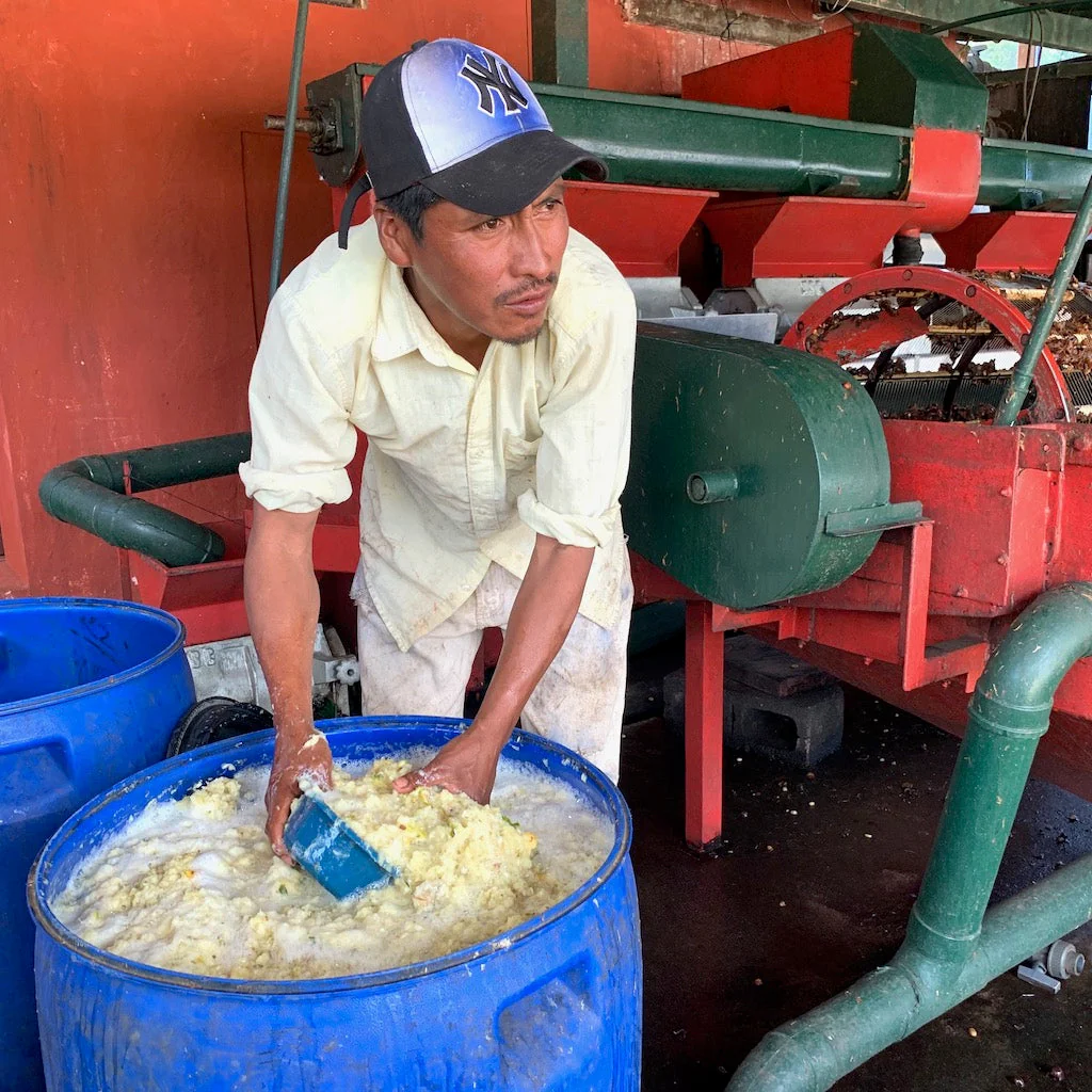 Guatemala Santa Ana Pineapple Process - Image 3