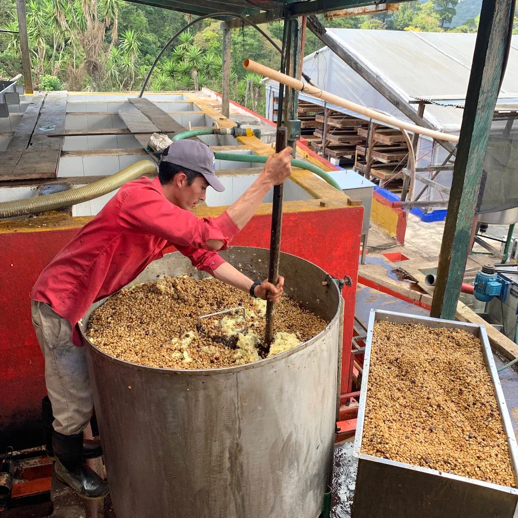 Guatemala Santa Ana Pineapple Process - Image 4