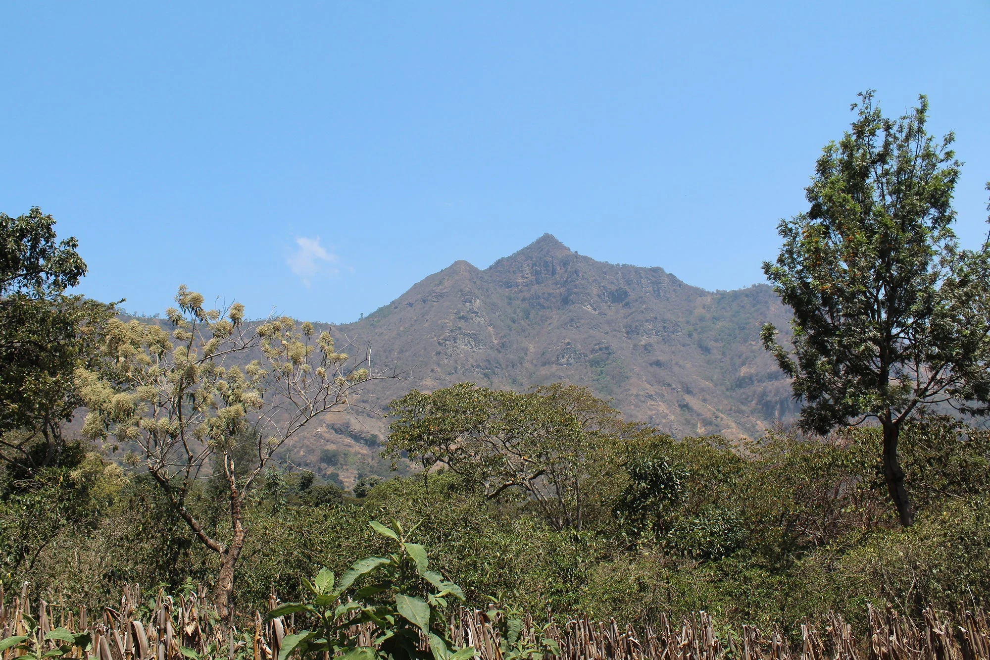 Organic Fair-Trade Guatemala El Volcan - Image 3