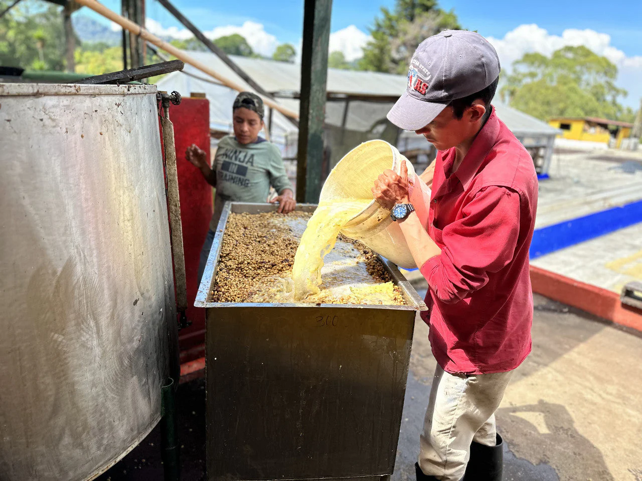 Guatemala Santa Ana Pineapple Process - Image 10