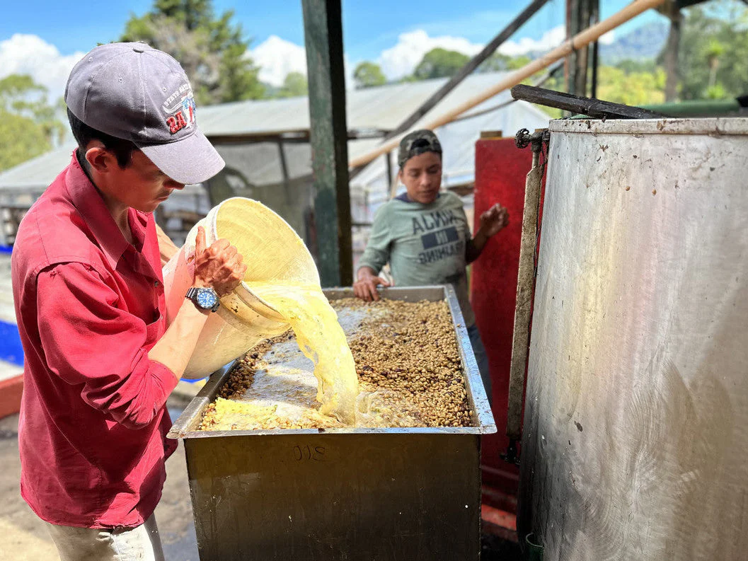Guatemala Santa Ana Pineapple Process - Image 2