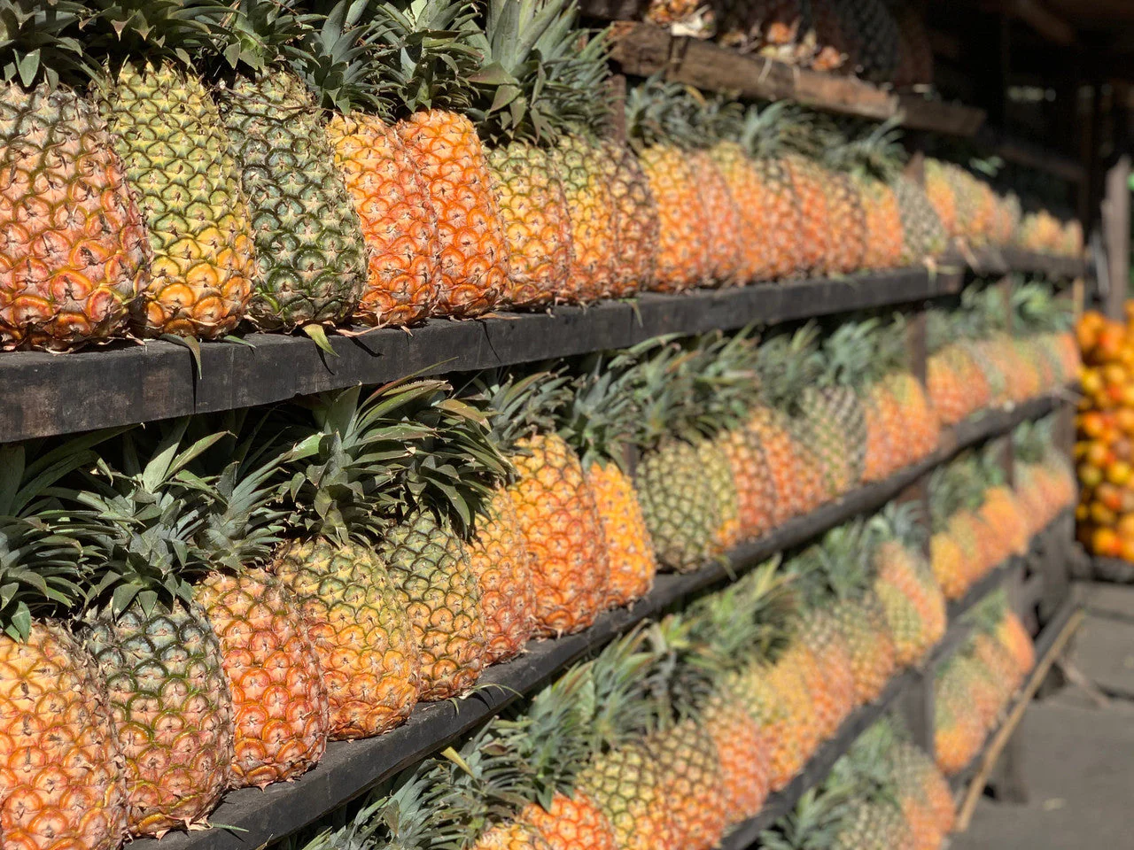 Guatemala Santa Ana Pineapple Process - Image 7