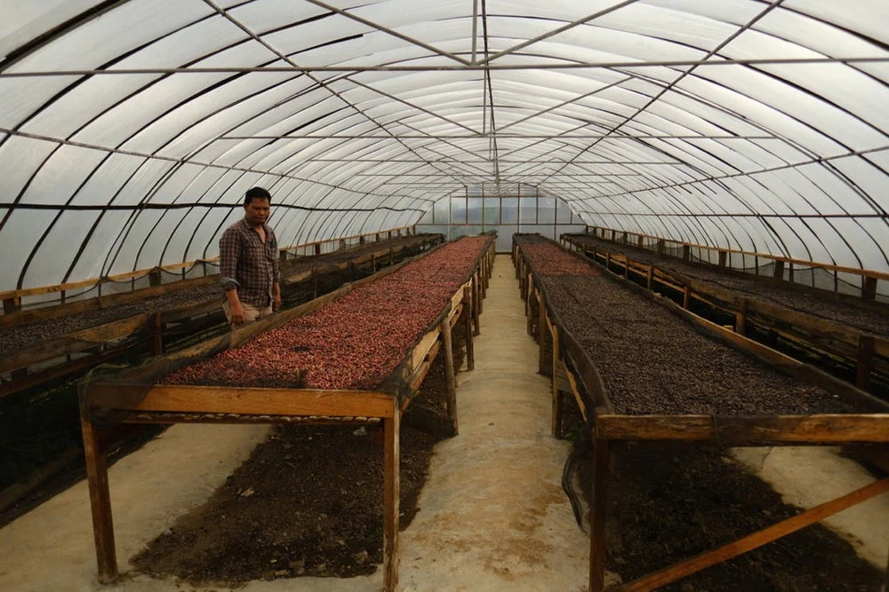Ribang Gayo - Sumatra - Image 2