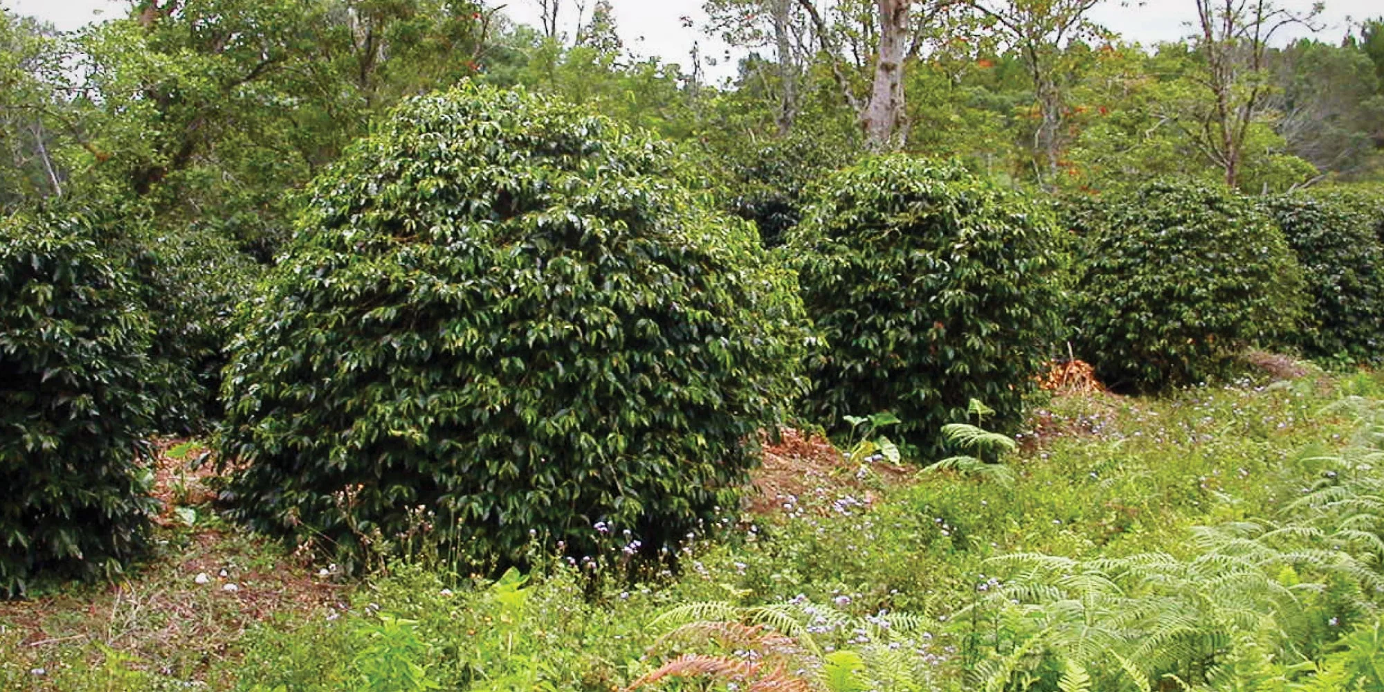 Sumatra Mutu Batak - Image 3
