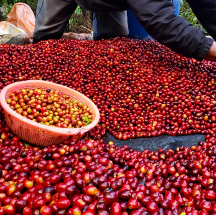 Colombia Tolima Espresso - Image 3