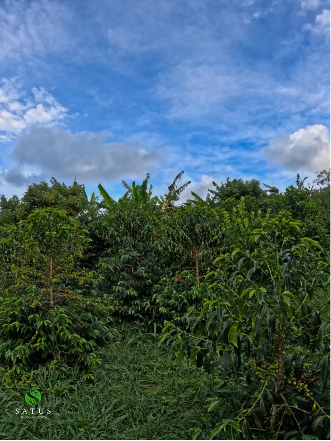 Colombia Vermillion Blaze - Image 4